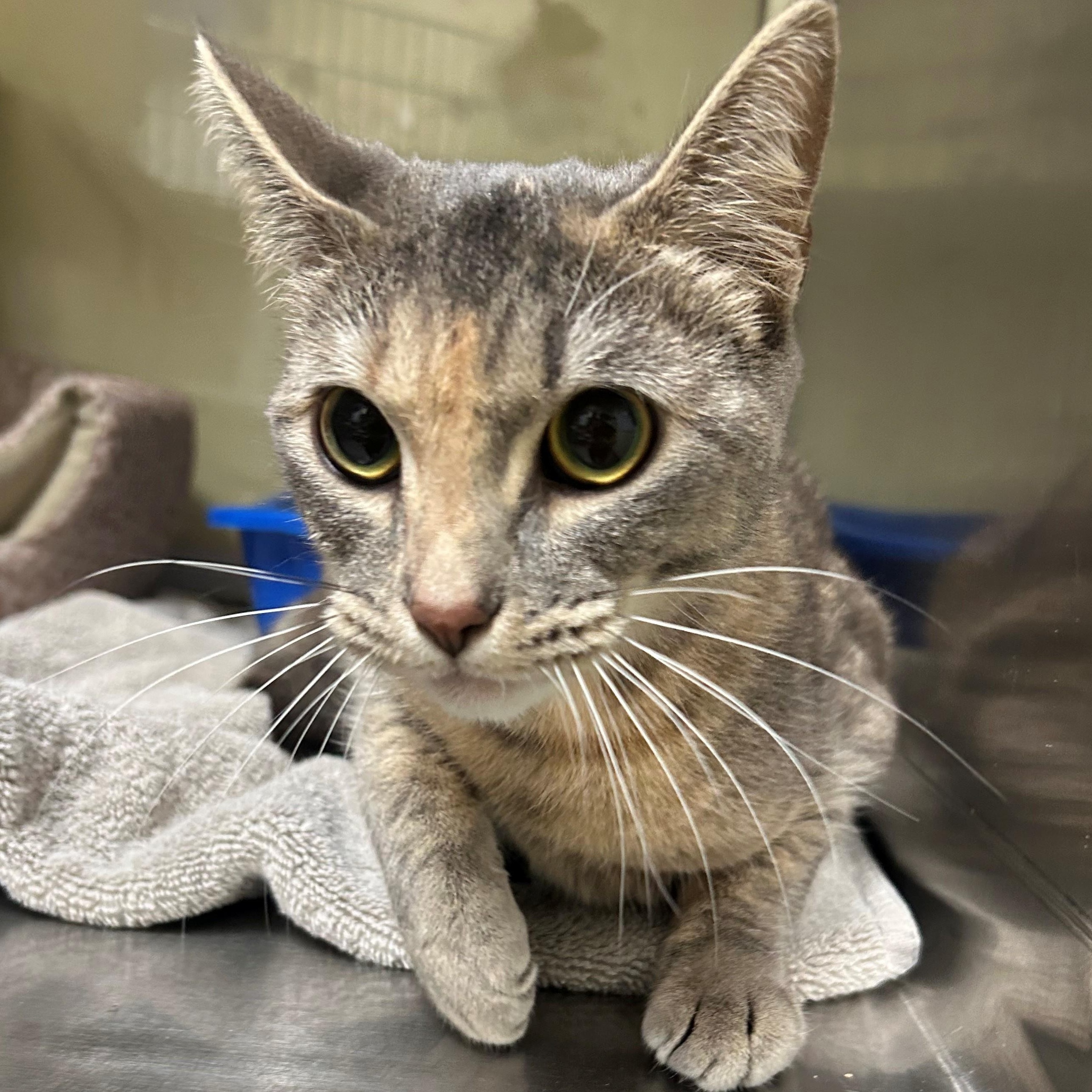 Tora, adopted, Young Female Domestic Short Hair.