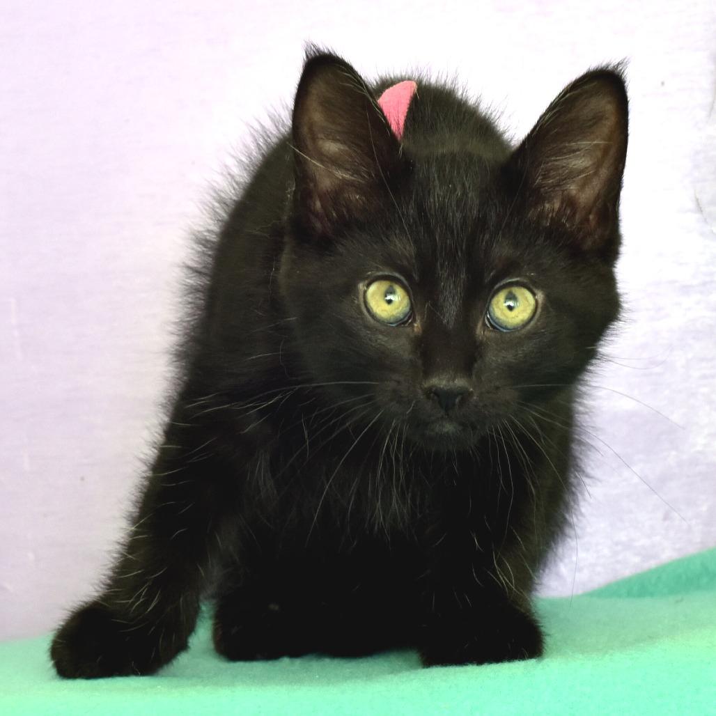 Hedy Lamarr, Adoptable, Kitten Female Domestic Short Hair.