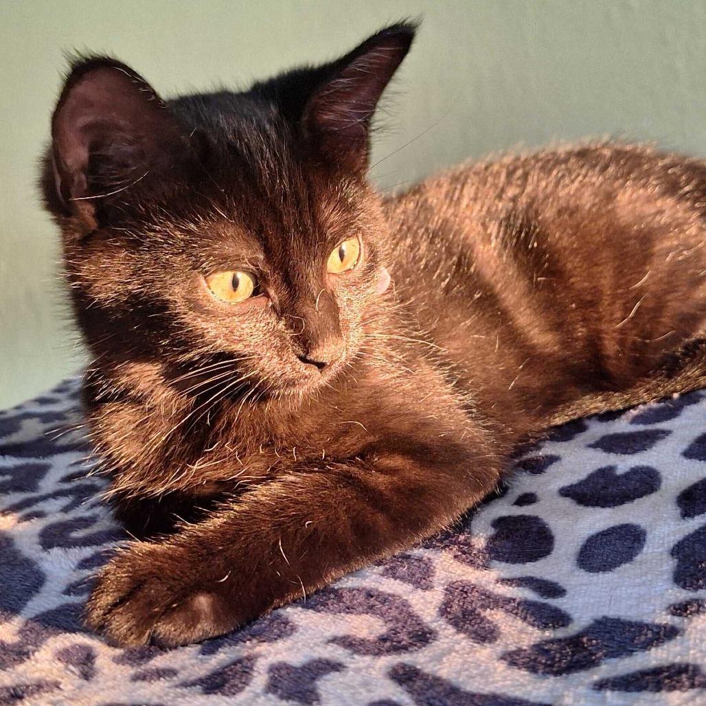 Enlarge Hedy Lamarr, a Adoptable Domestic Short Hair in Portland, OR image 2/5