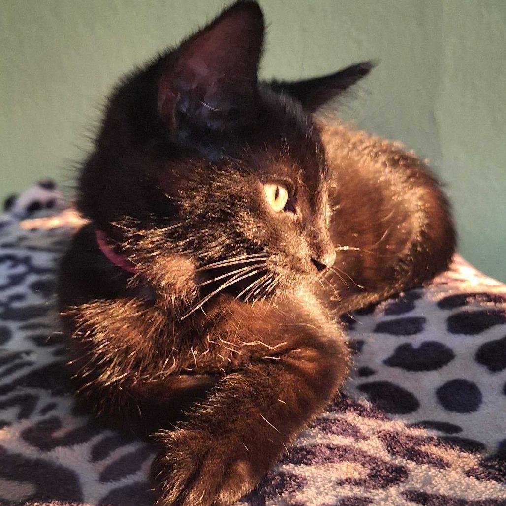 Enlarge Hedy Lamarr, a Adoptable Domestic Short Hair in Portland, OR image 3/5