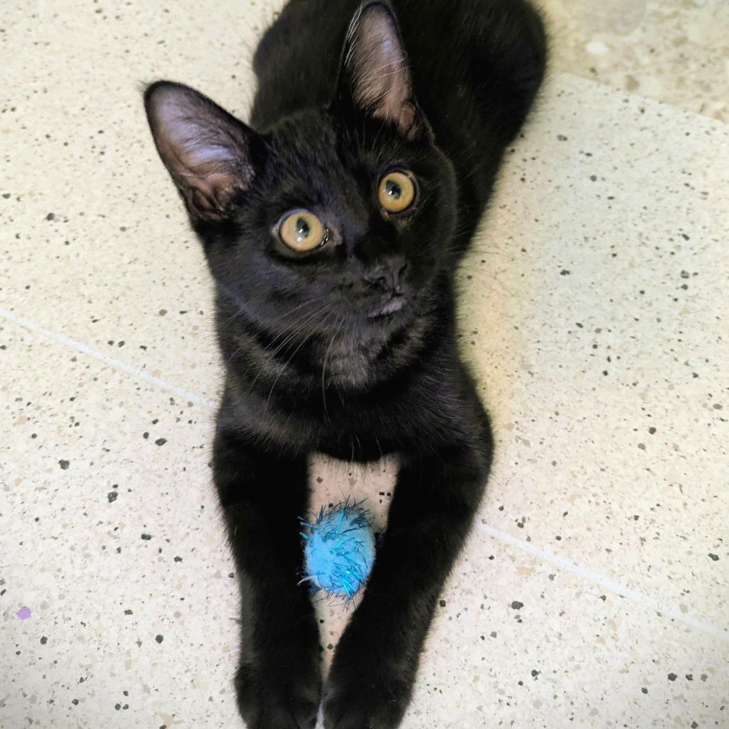Enlarge Hedy Lamarr, a Adoptable Domestic Short Hair in Portland, OR image 4/5