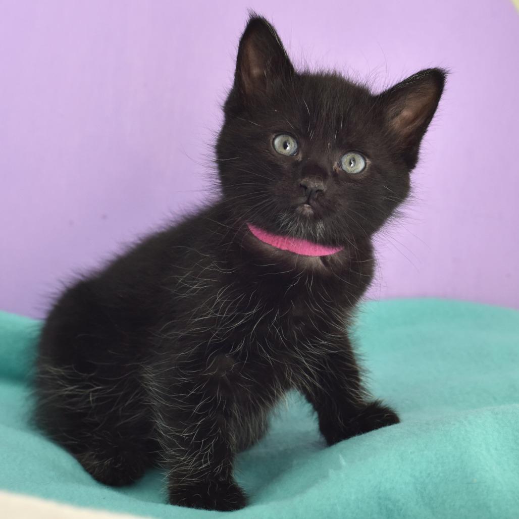 Enlarge Hedy Lamarr, a Adoptable Domestic Short Hair in Portland, OR image 5/5