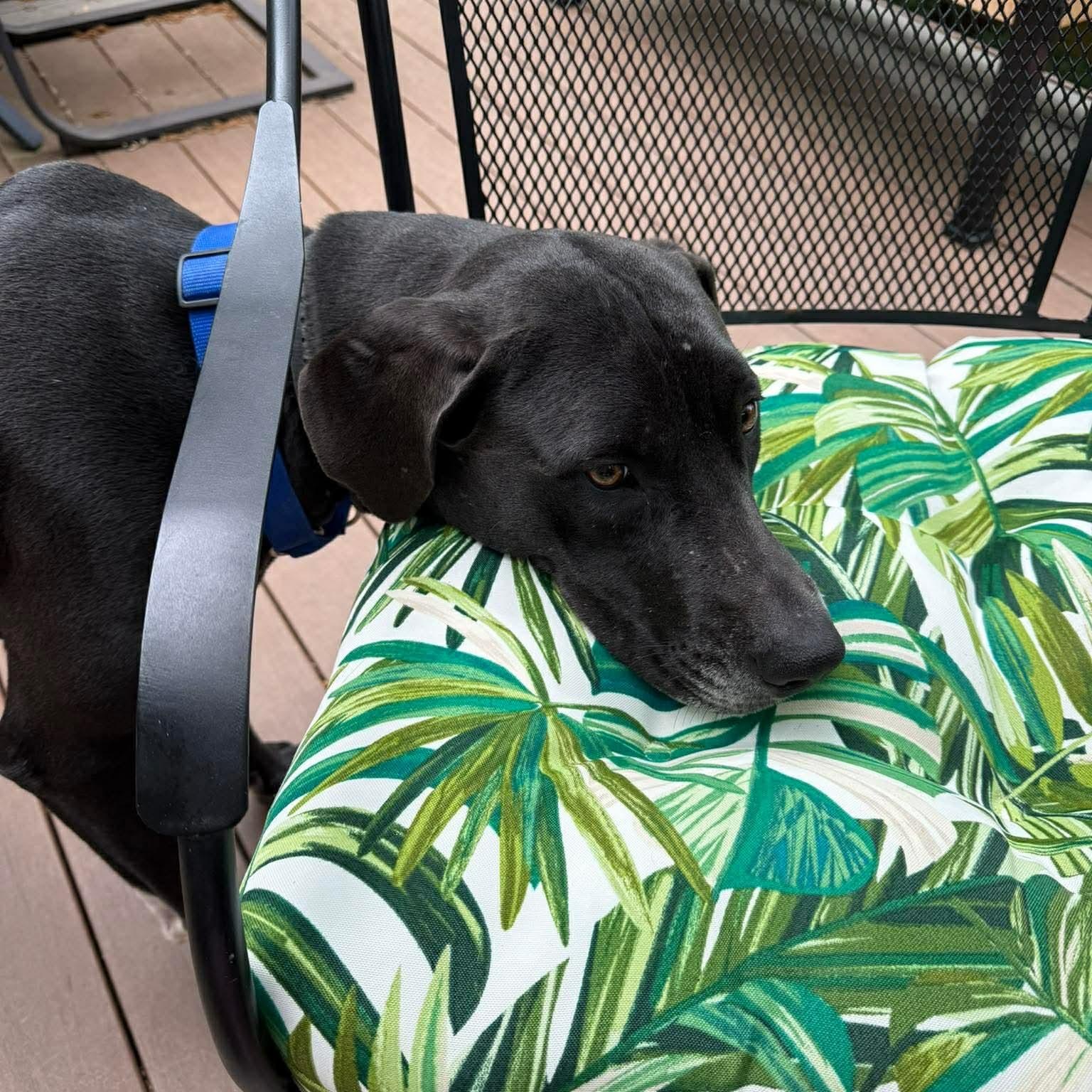 Willa, a ADOPTABLE mixed breed in Springdale, AR image 5/5