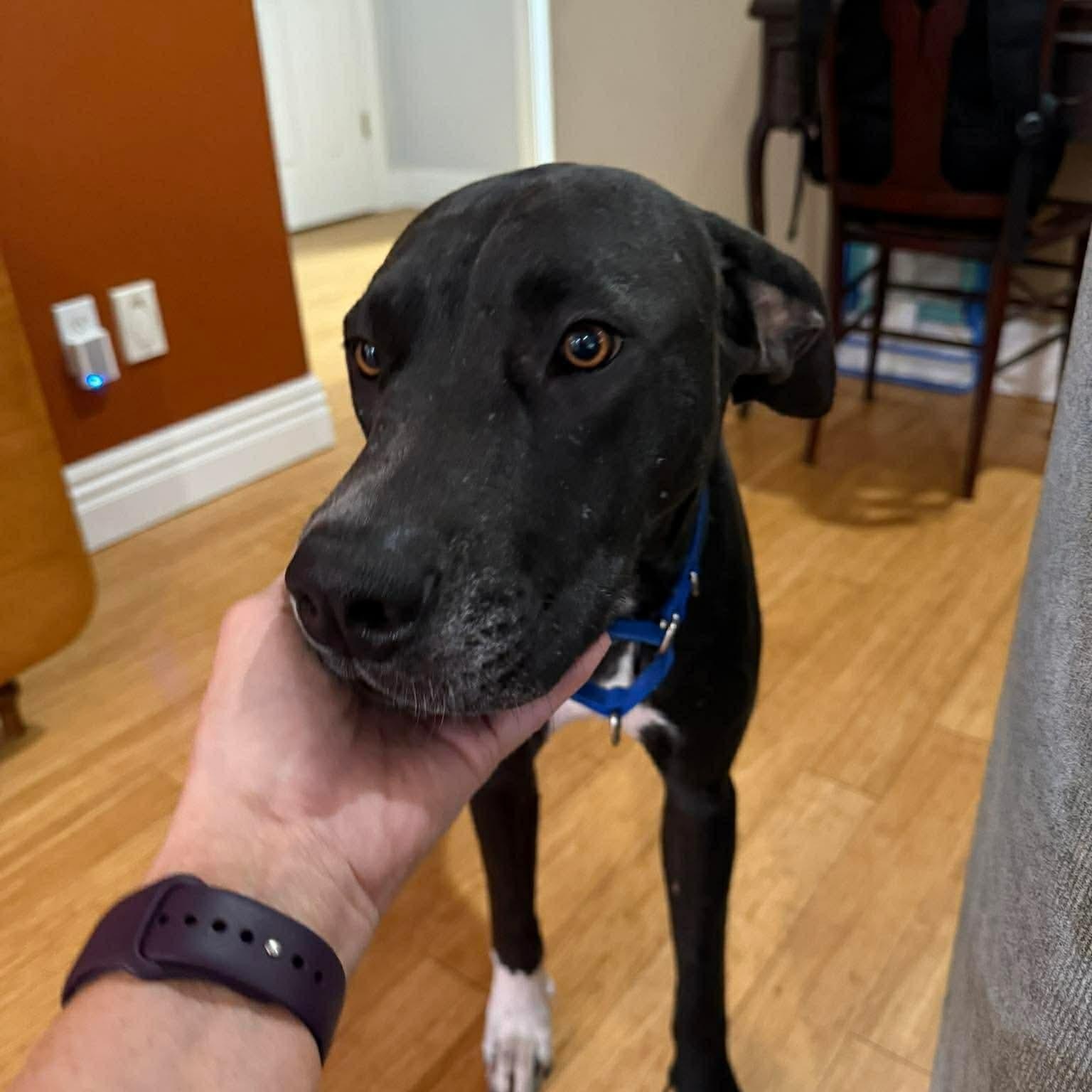 Willa, ADOPTABLE, Adult Female Great Dane.