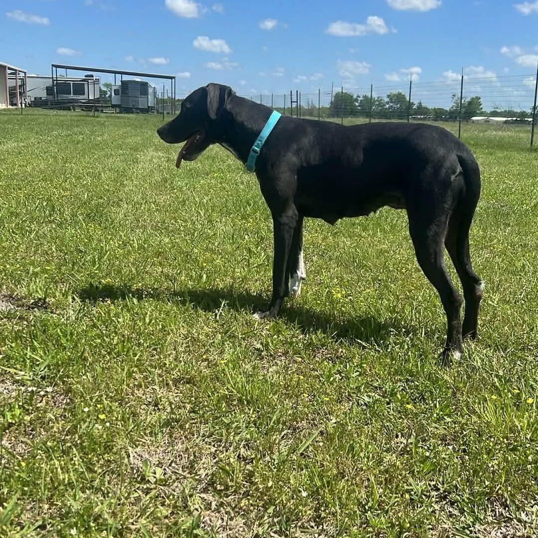 Willa, a ADOPTABLE mixed breed in Springdale, AR image 3/5