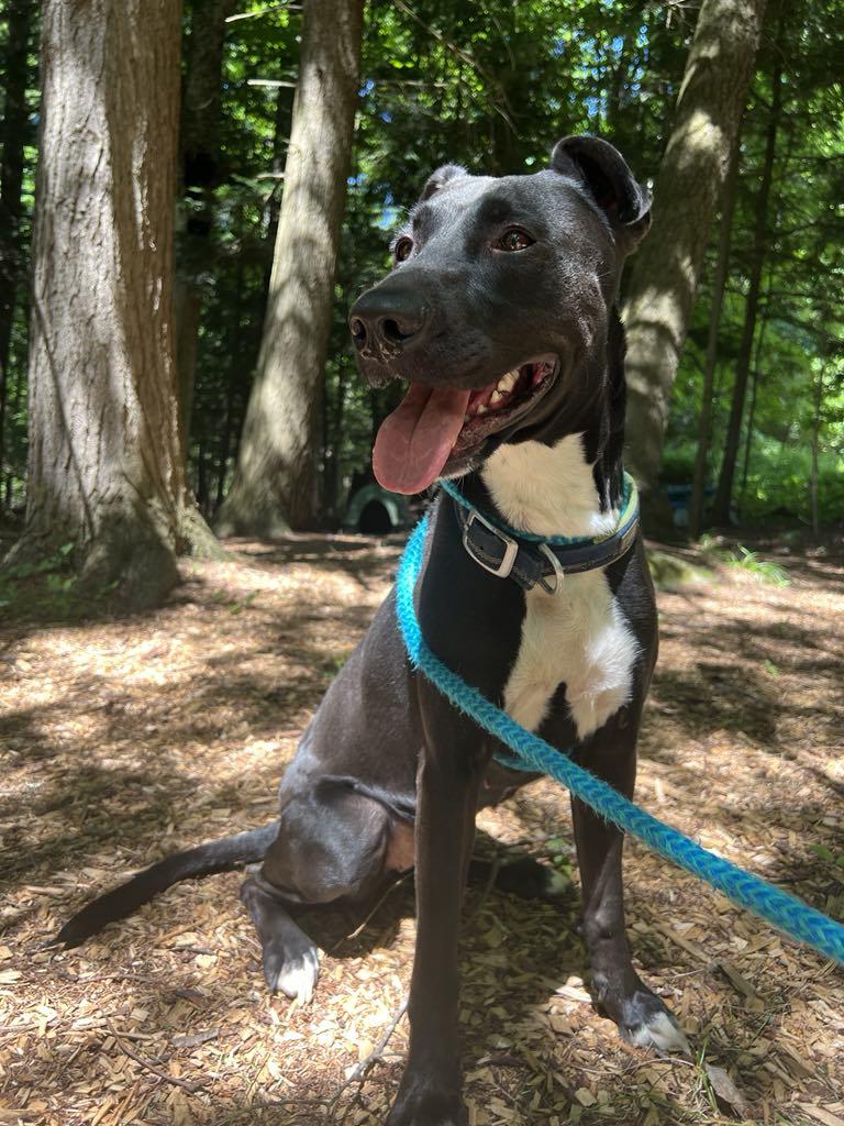 Enlarge Izzy 2.0, a Adopted mixed breed in Saranac Lake, NY image 1/4