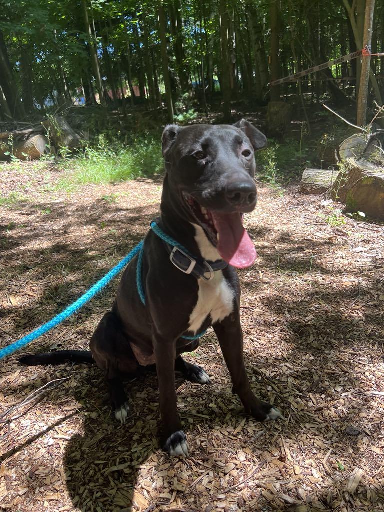 Enlarge Izzy 2.0, a Adopted mixed breed in Saranac Lake, NY image 2/4