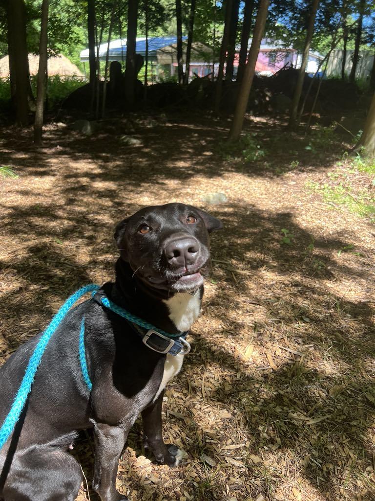 Enlarge Izzy 2.0, a Adopted mixed breed in Saranac Lake, NY image 3/4