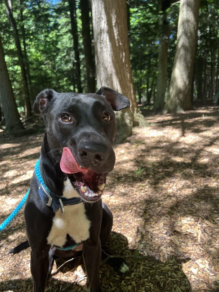 Enlarge Izzy 2.0, a Adopted mixed breed in Saranac Lake, NY image 4/4