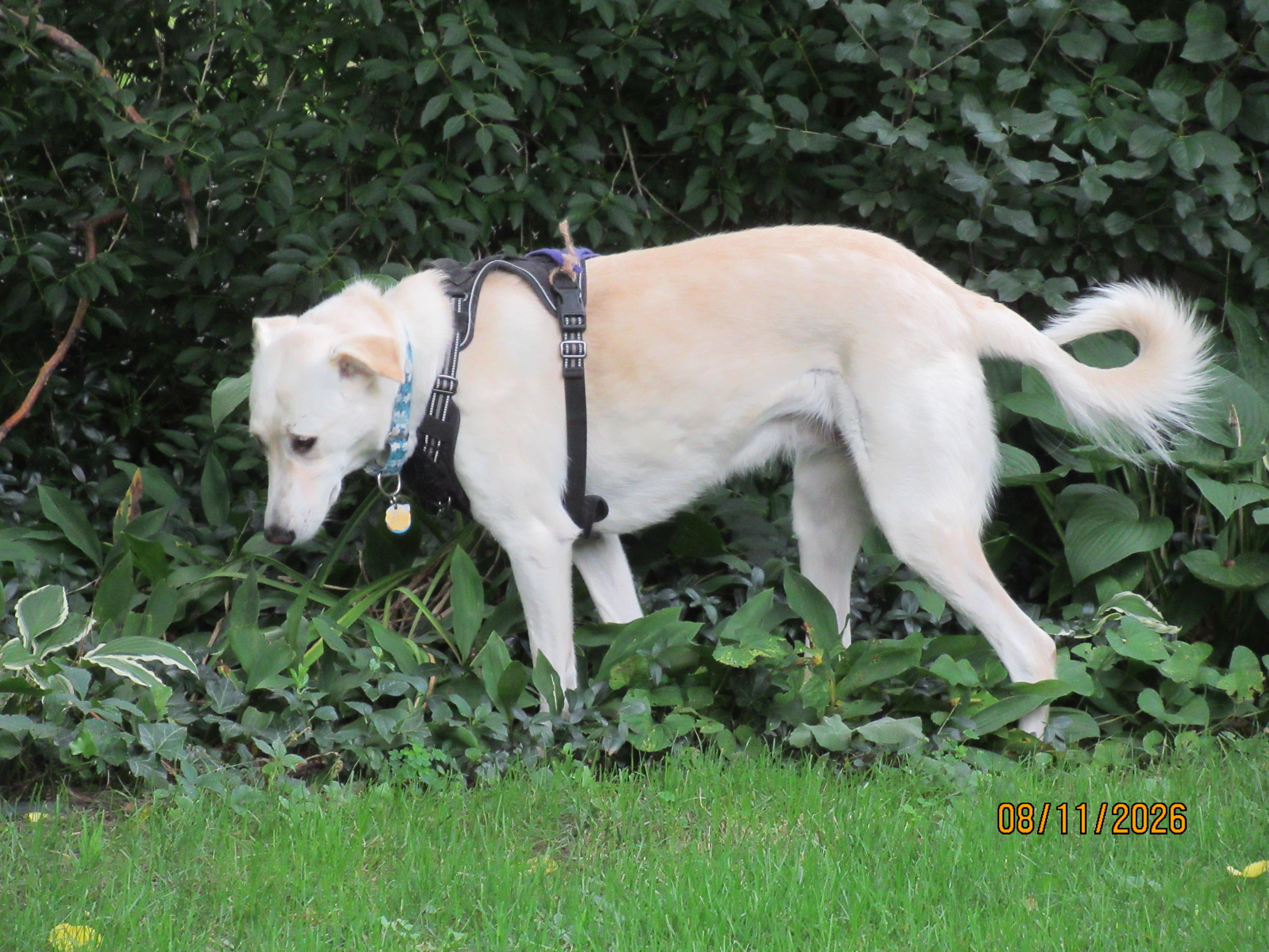 Enlarge Lucy, an adopted mixed breed in St Thomas, ON image 5/5