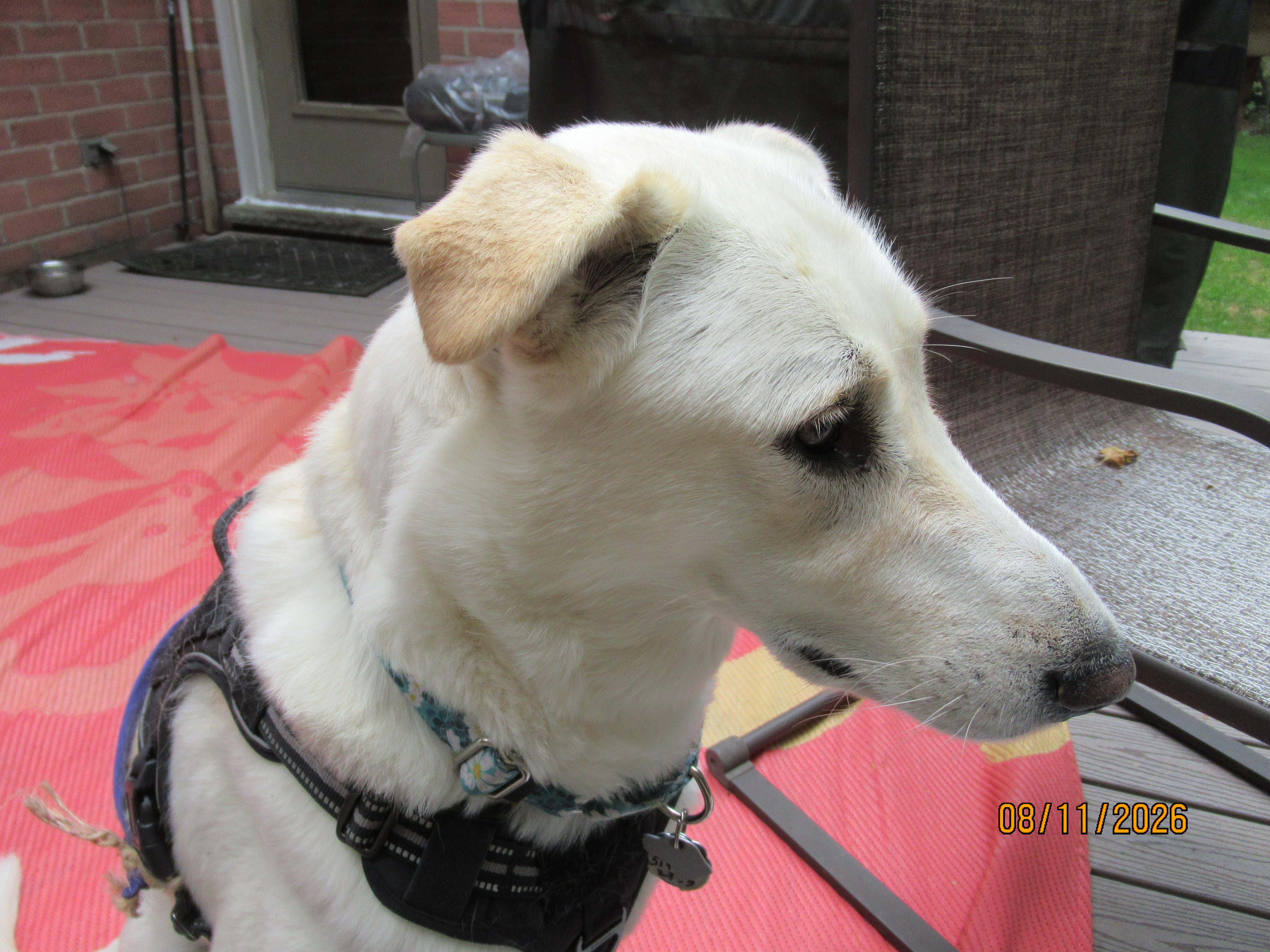Enlarge Lucy, an adopted mixed breed in St Thomas, ON image 4/5