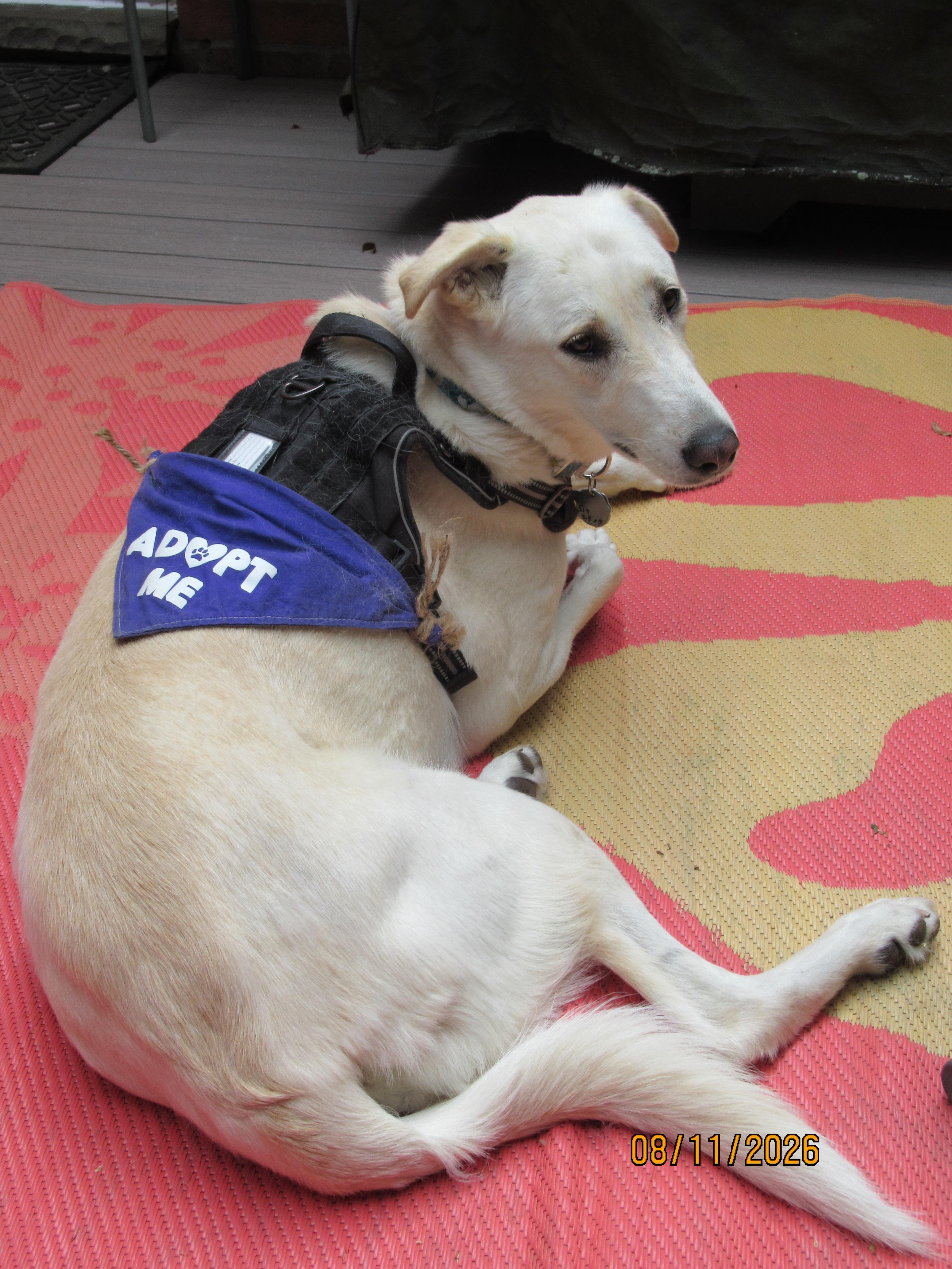 Enlarge Lucy, an adopted mixed breed in St Thomas, ON image 3/5
