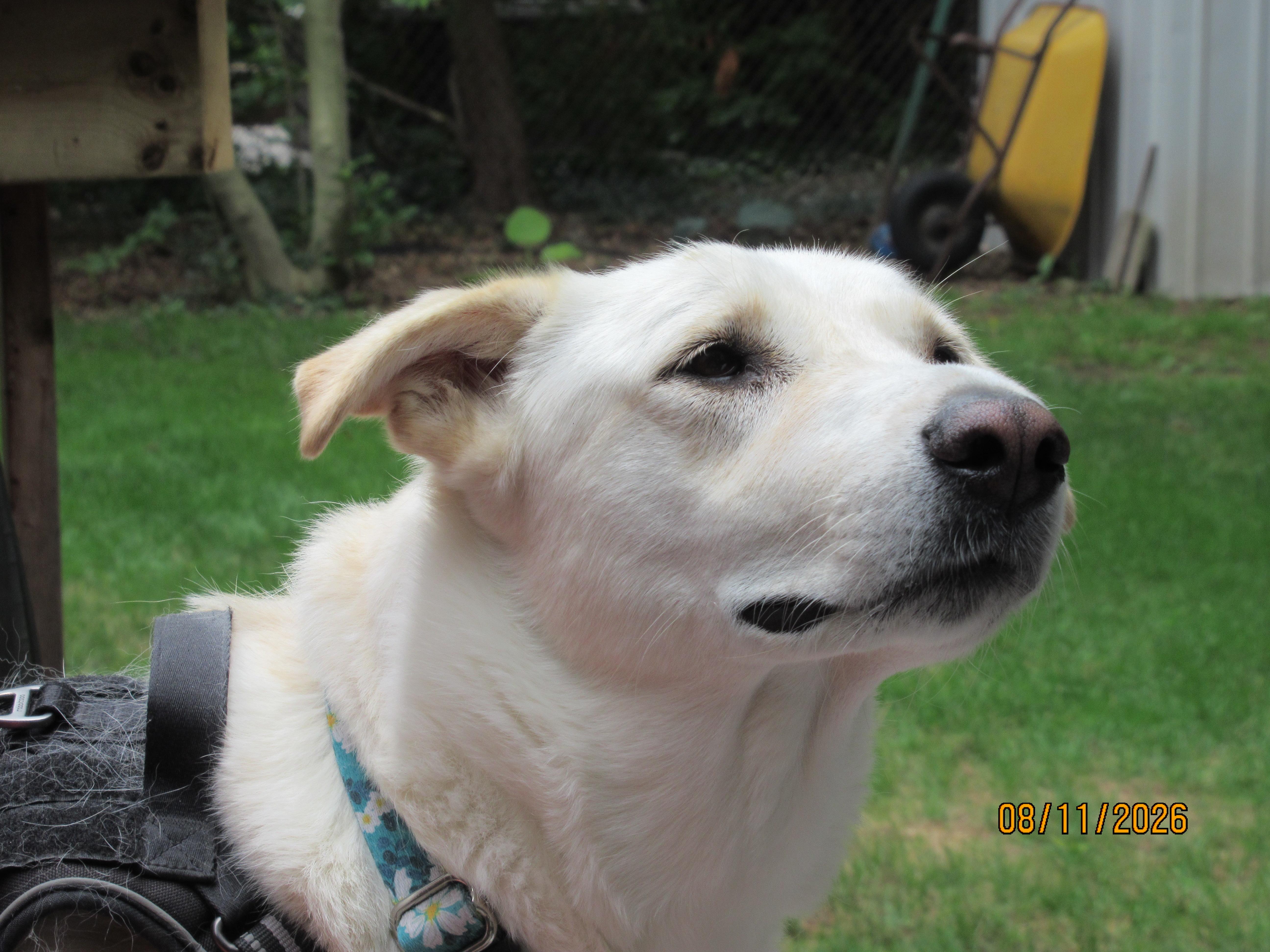 Lucy, adopted, Young Female Canaan Dog & Saluki.