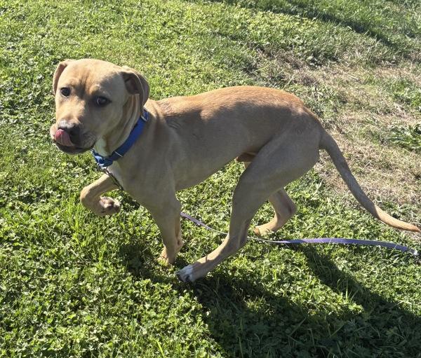 Enlarge Enzo, a Adoptable mixed breed in Vancouver, WA image 1/1
