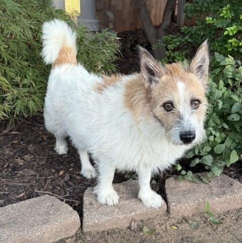 George, Adoptable, Adult Male Parson Russell Terrier.