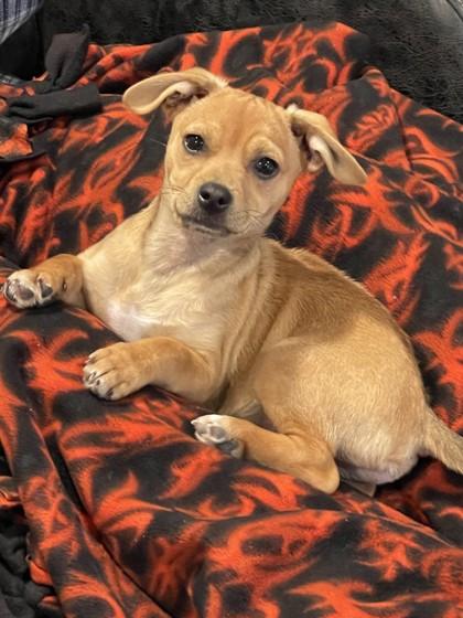 Enlarge Loverboy, an adopted mixed breed in Pleasanton, CA image 1/3