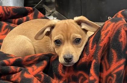 Enlarge Loverboy, an adopted mixed breed in Pleasanton, CA image 2/3