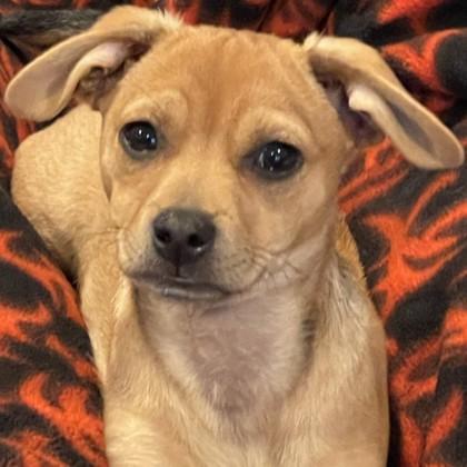 Enlarge Loverboy, an adopted mixed breed in Pleasanton, CA image 3/3