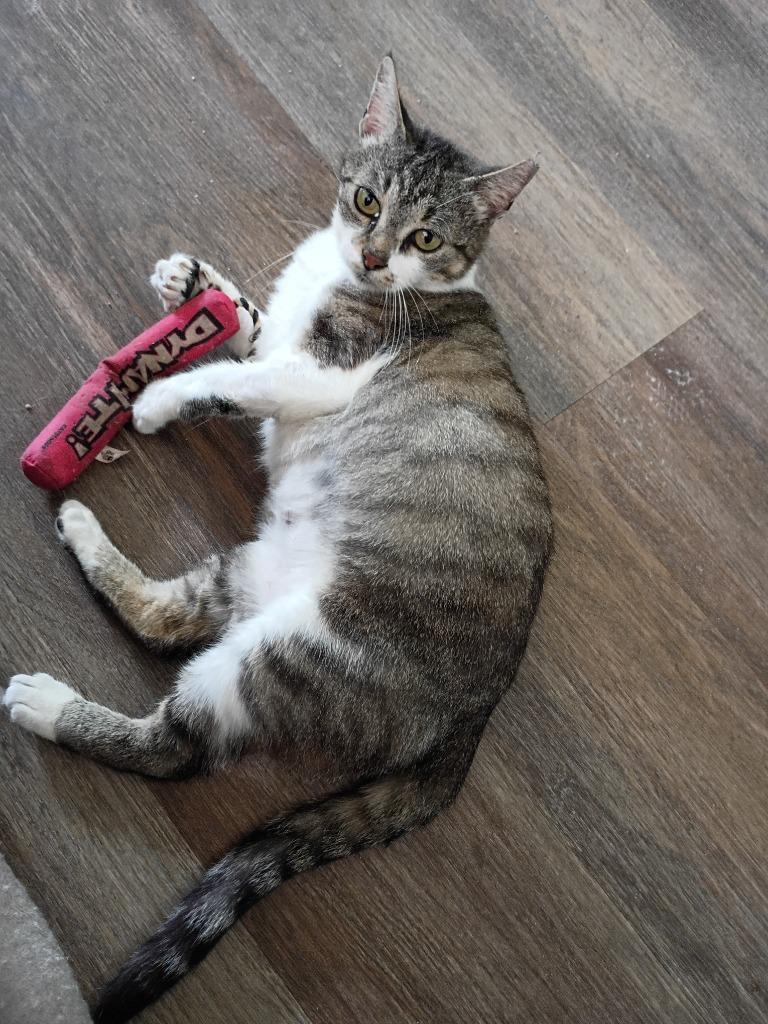 Enlarge KitCat, a Adoptable mixed breed in Hardeeville, SC image 1/2