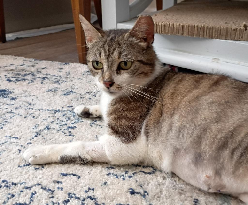 Enlarge KitCat, a Adoptable mixed breed in Hardeeville, SC image 2/2