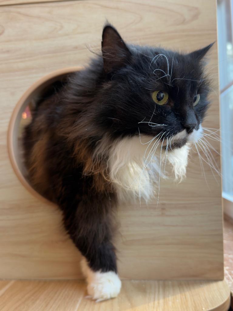 Enlarge Molly, a Adoptable mixed breed in Parsons, WV image 1/3