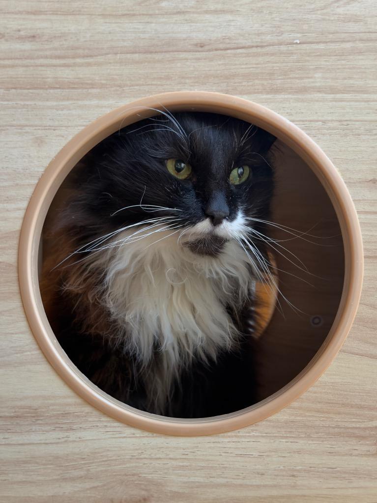 Enlarge Molly, a Adoptable mixed breed in Parsons, WV image 2/3