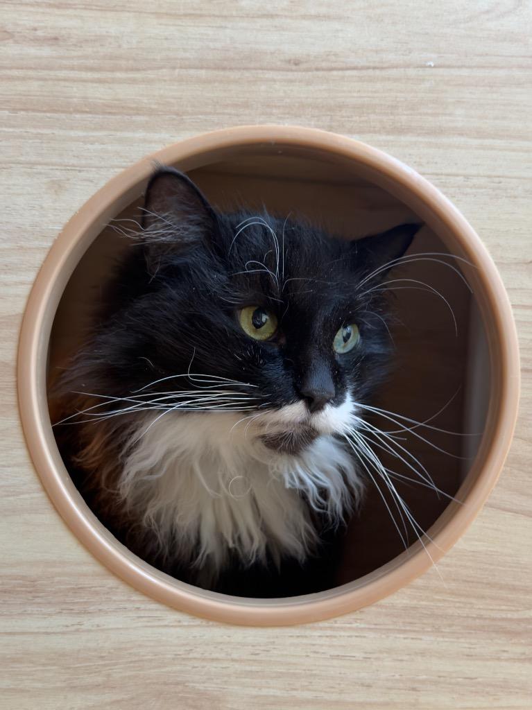 Enlarge Molly, a Adoptable mixed breed in Parsons, WV image 3/3