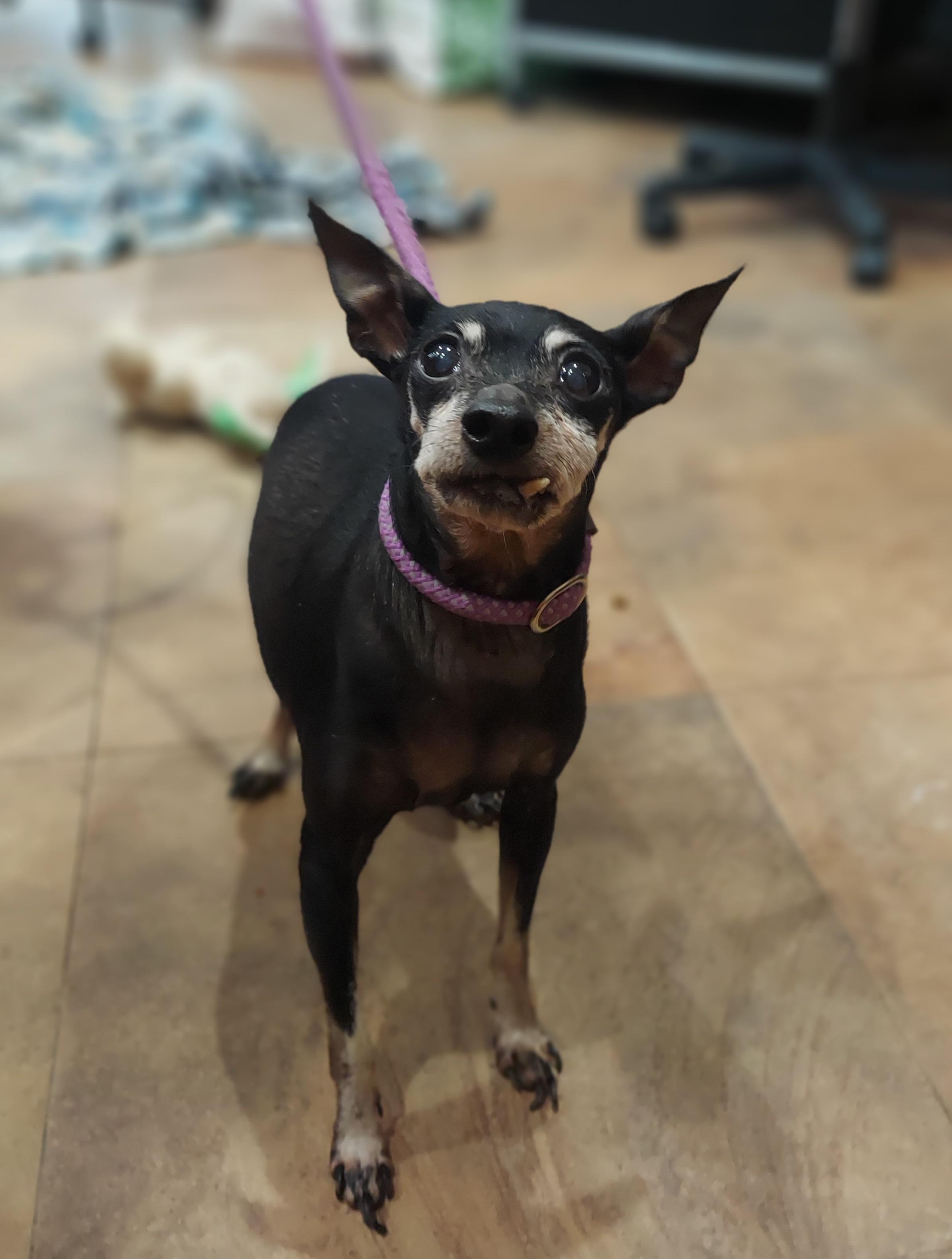 Enlarge #14 Buddy, a ADOPTABLE Miniature Pinscher in Pawtucket, RI image 1/1