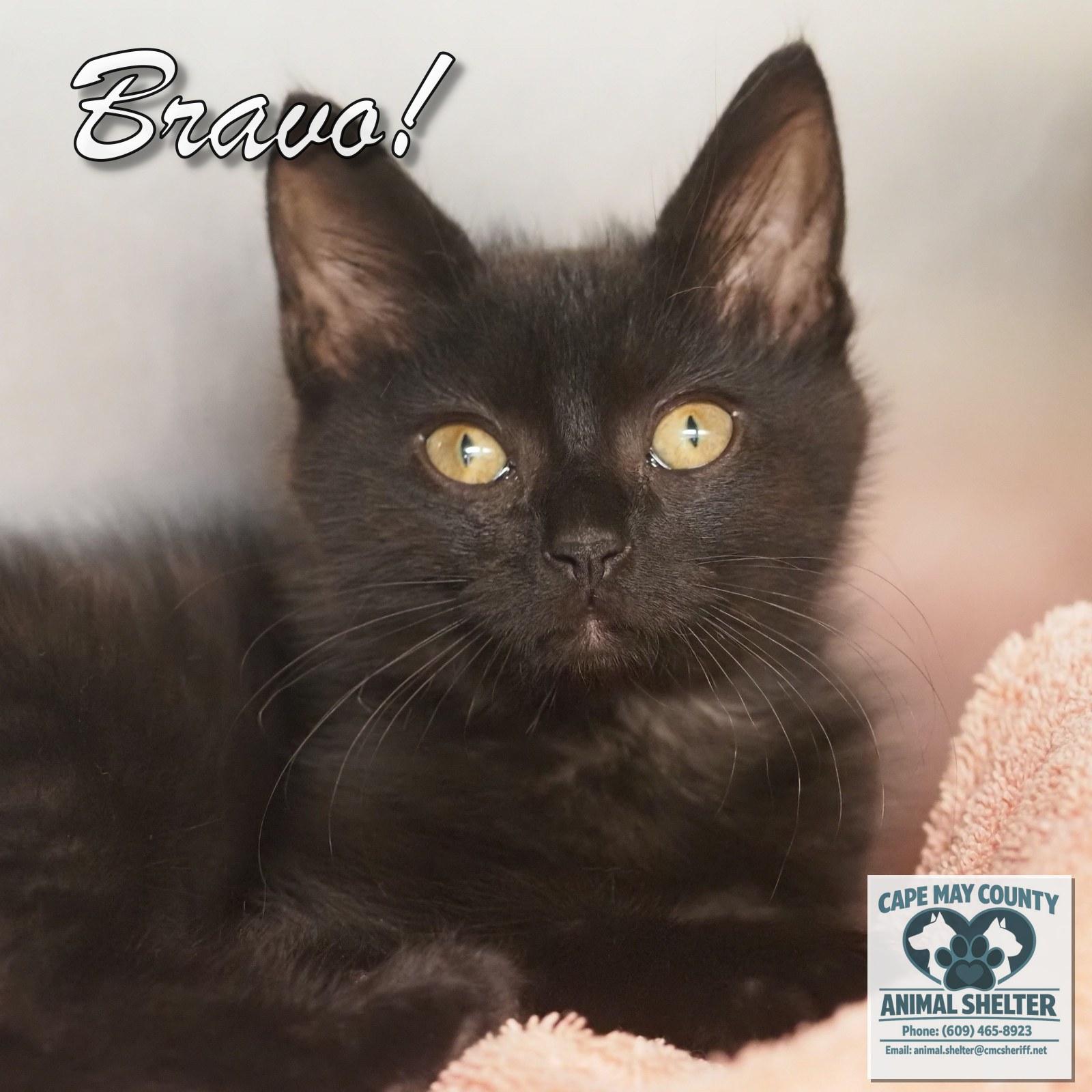 Enlarge Bravo, an adopted Domestic Short Hair in Cape May Court House, NJ image 1/3