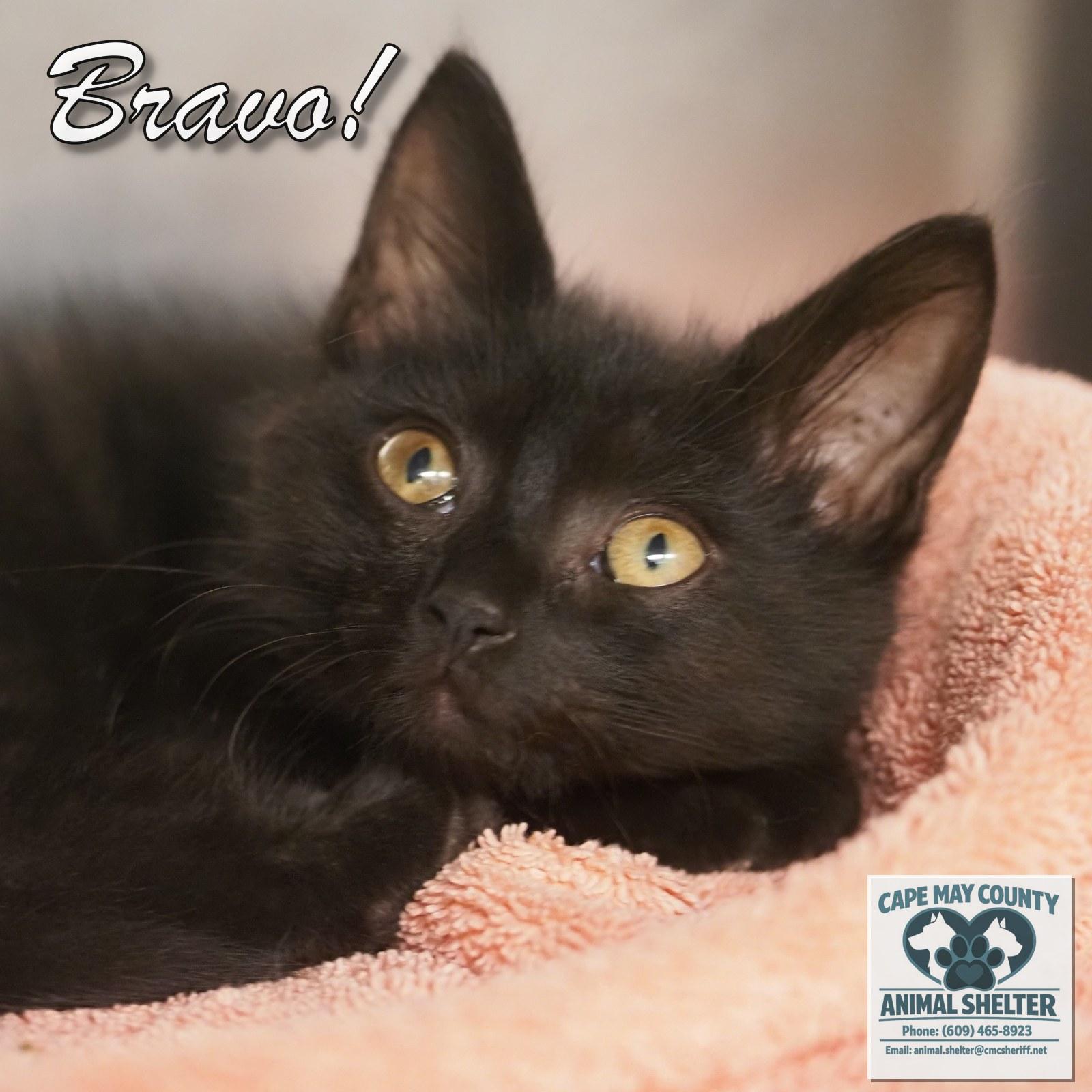 Enlarge Bravo, an adopted Domestic Short Hair in Cape May Court House, NJ image 2/3