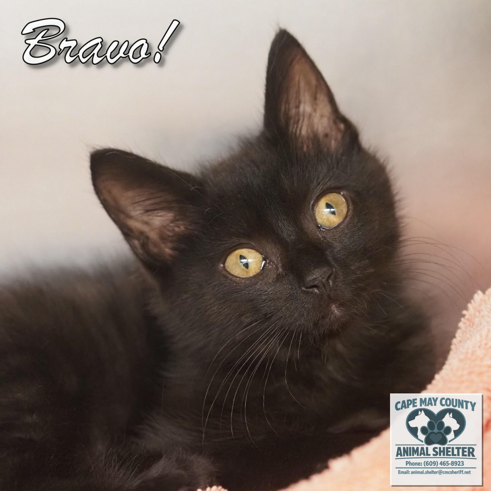 Enlarge Bravo, an adopted Domestic Short Hair in Cape May Court House, NJ image 3/3