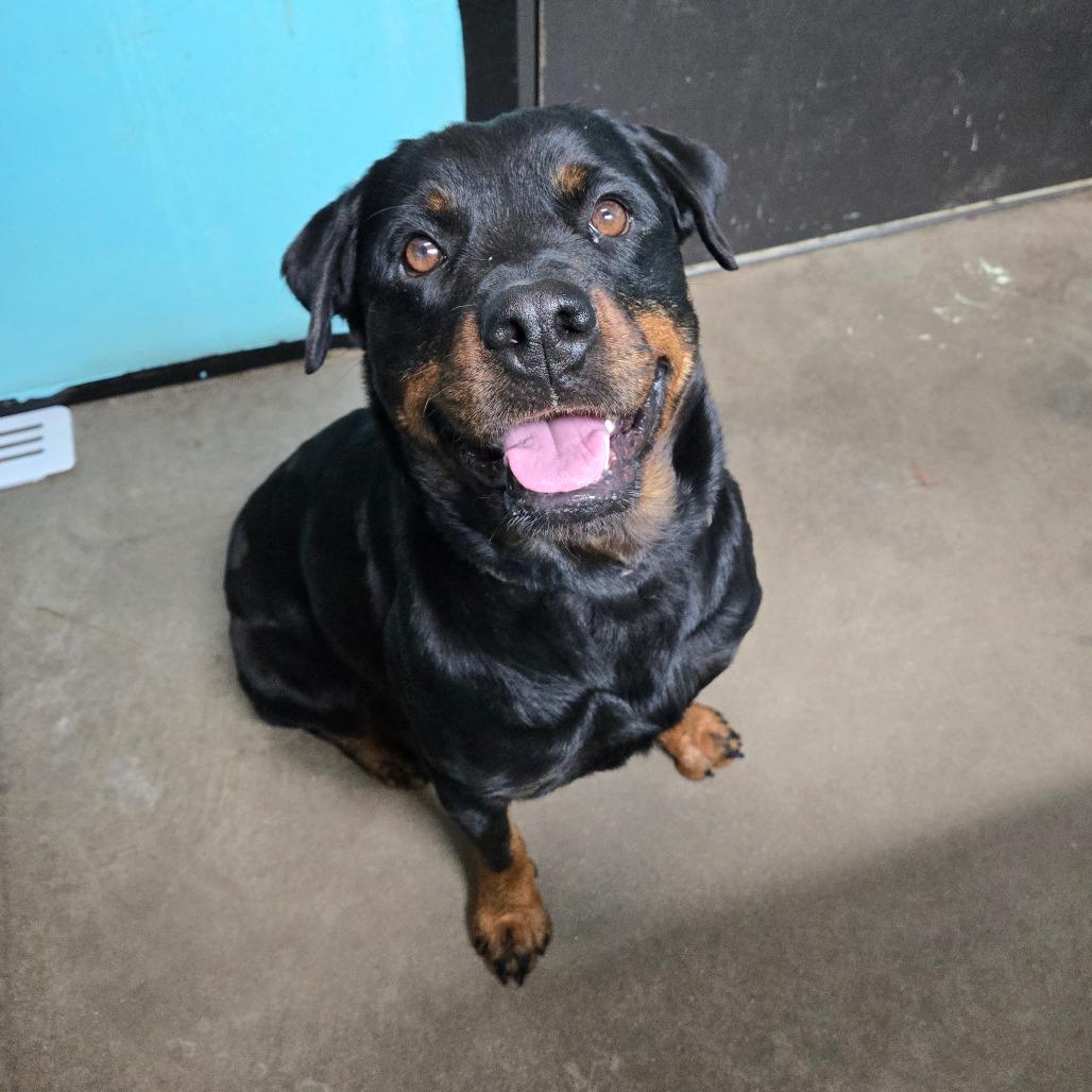 Enlarge Milli, an adopted Rottweiler in Graham, TX image 1/1