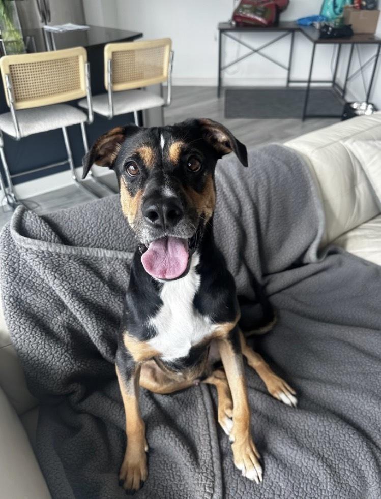 Enlarge Duke, a Adoptable mixed breed in Commerce City, CO image 2/6
