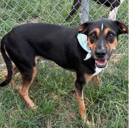 Enlarge Duke, a Adoptable mixed breed in Commerce City, CO image 6/6
