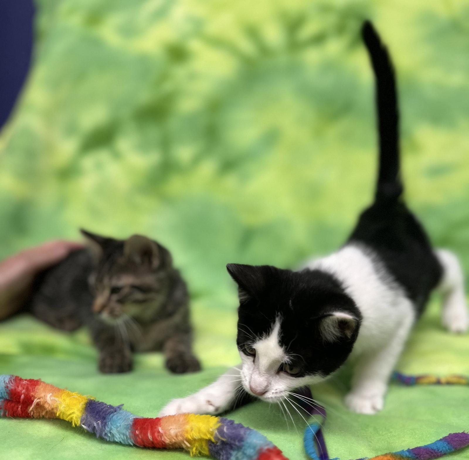 Froggy and Oakley, Adopted, Kitten Female Domestic Short Hair.