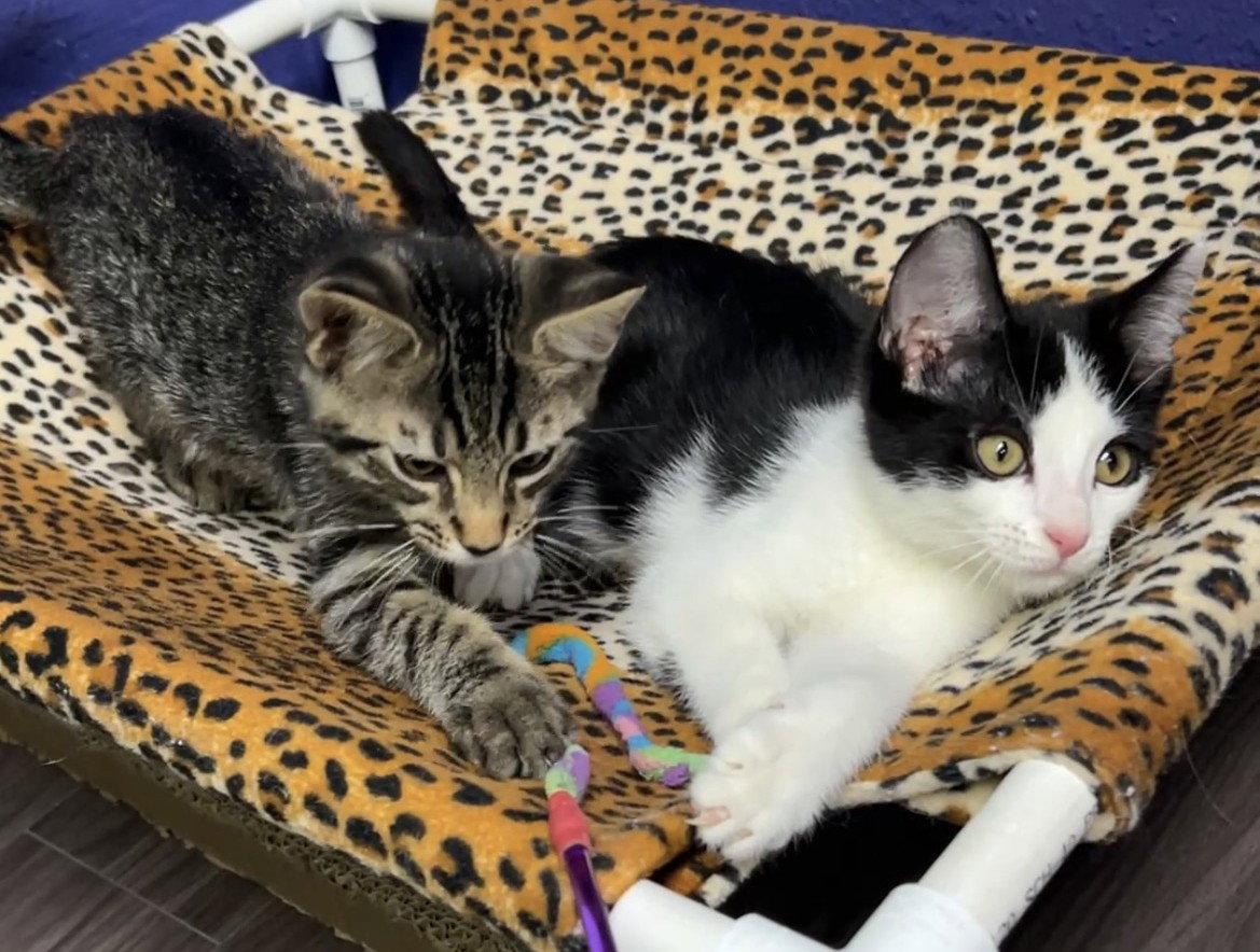 Froggy and Oakley, a Adopted Domestic Short Hair in Shawnee, KS image 2/3
