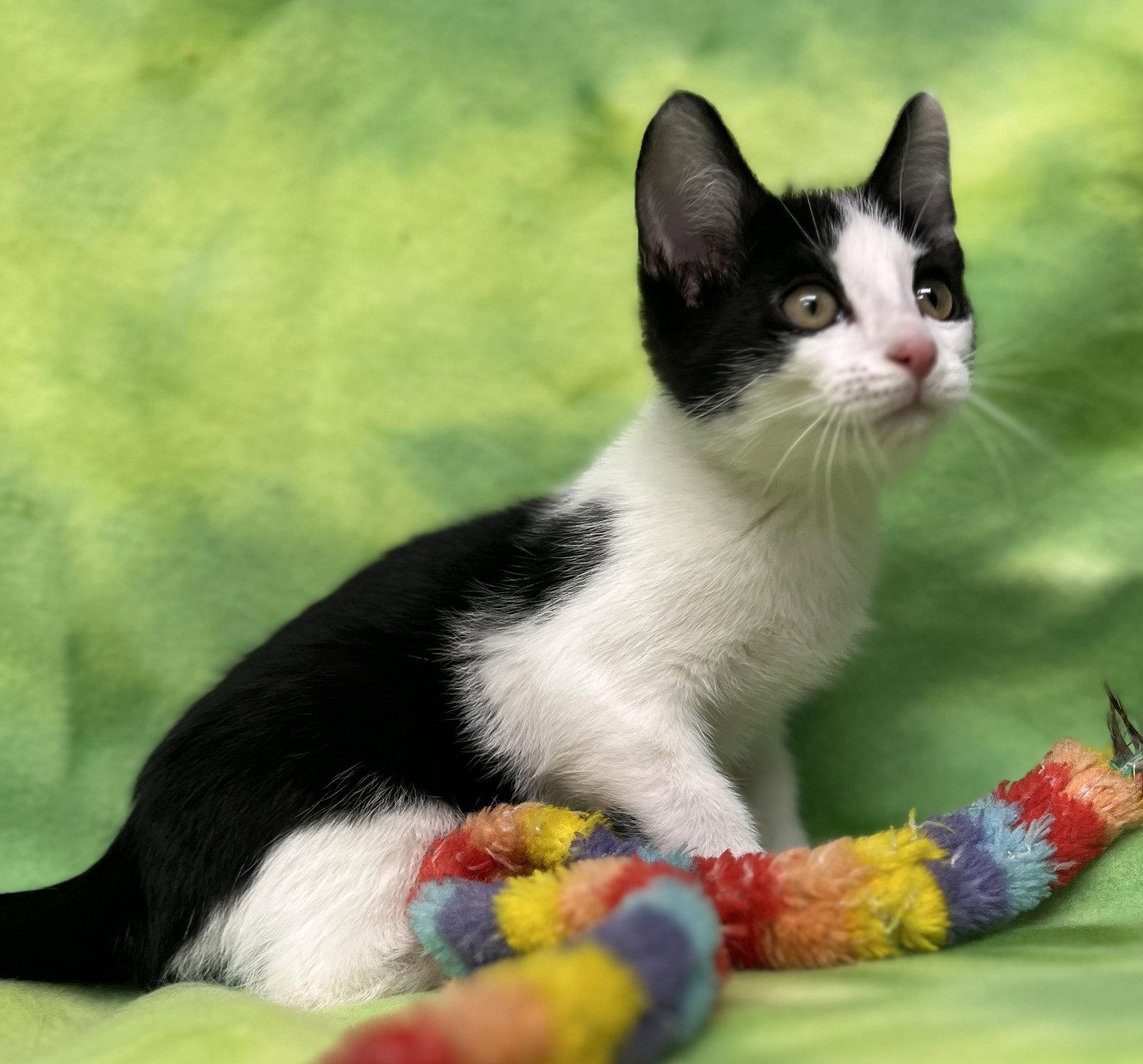 Froggy and Oakley, a Adopted Domestic Short Hair in Shawnee, KS image 3/3