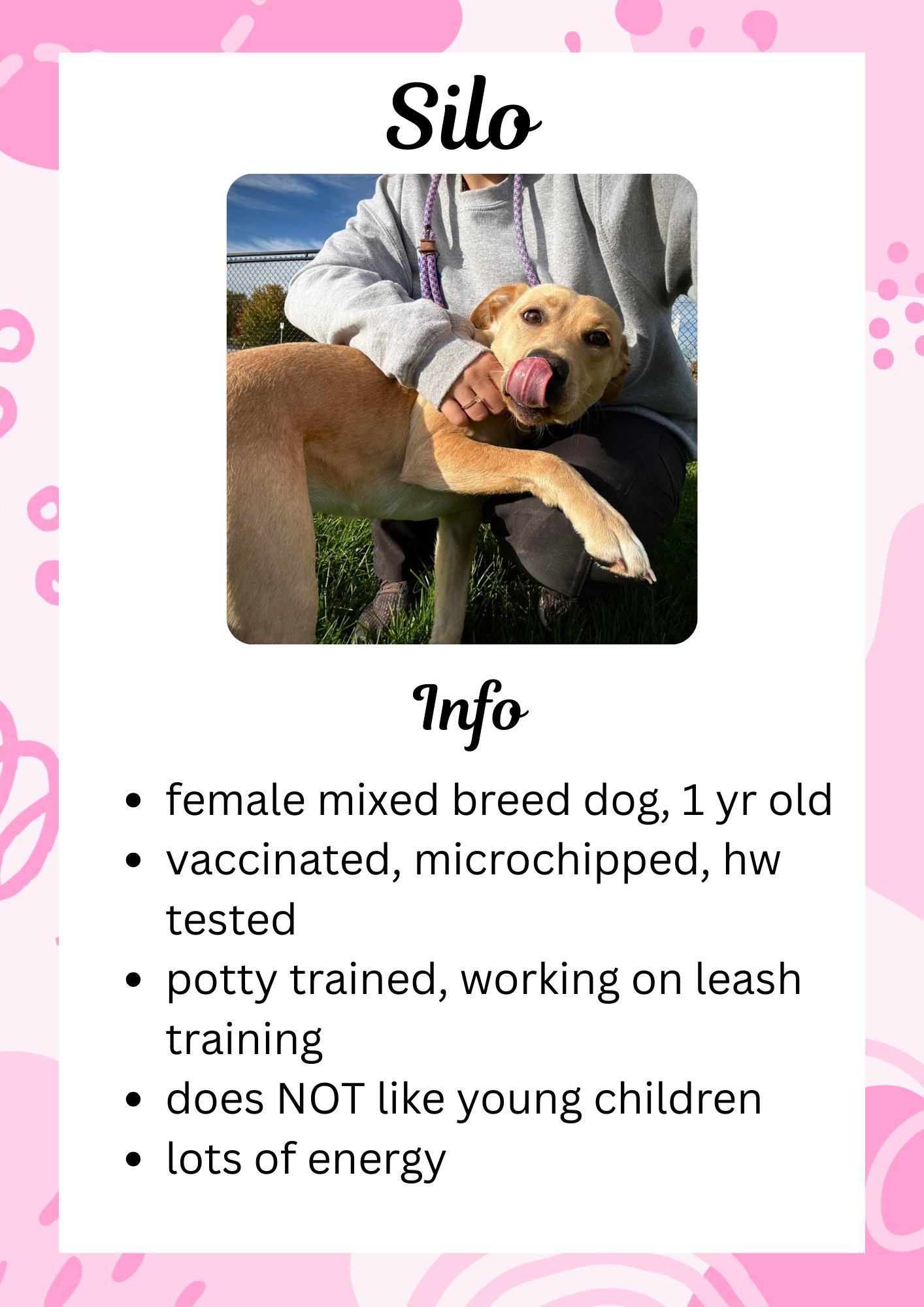 Silo, ADOPTABLE, Young Female Mixed Breed.