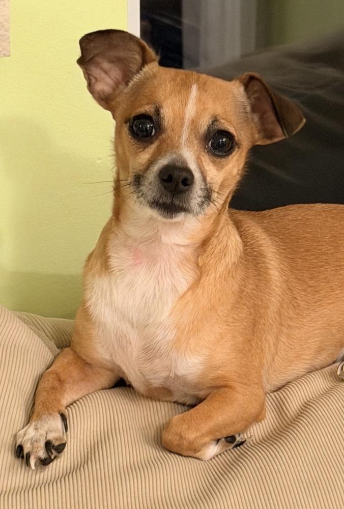 Trixie, Adoptable, Adult Female Chihuahua & Dachshund.