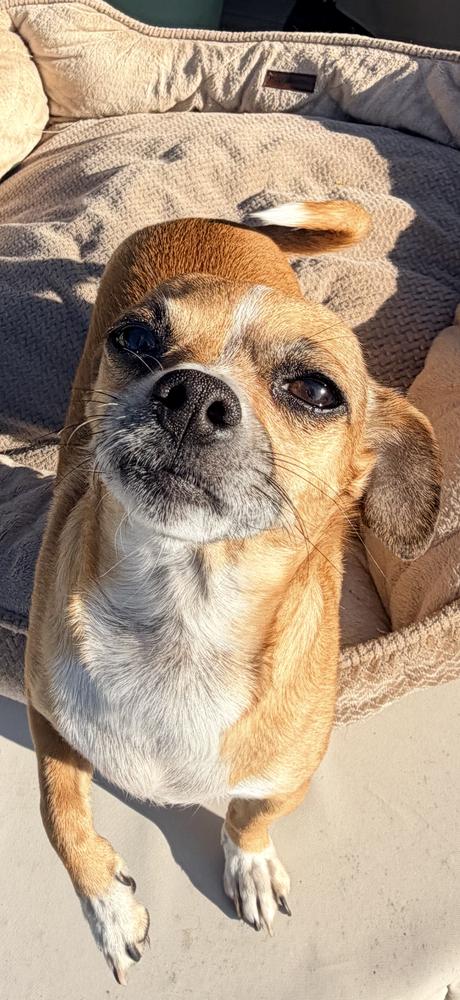 Trixie, a Adoptable mixed breed in Irwin, PA image 2/4
