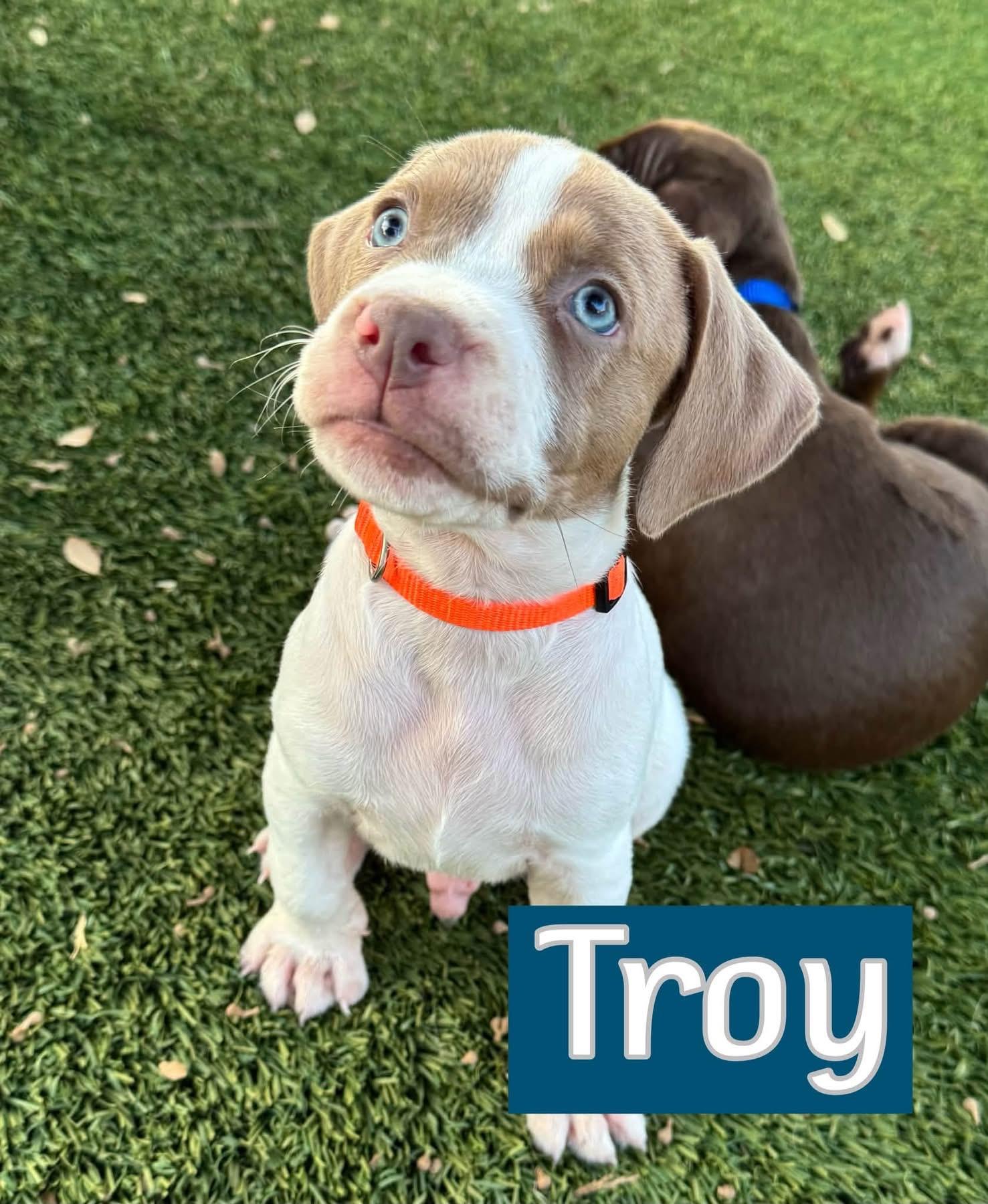 Troy, Adoptable, Puppy Male Pointer.