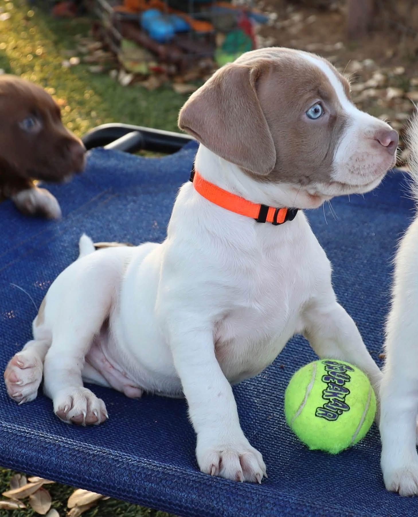 Enlarge Troy, a Adopted mixed breed in Southlake, TX image 3/4