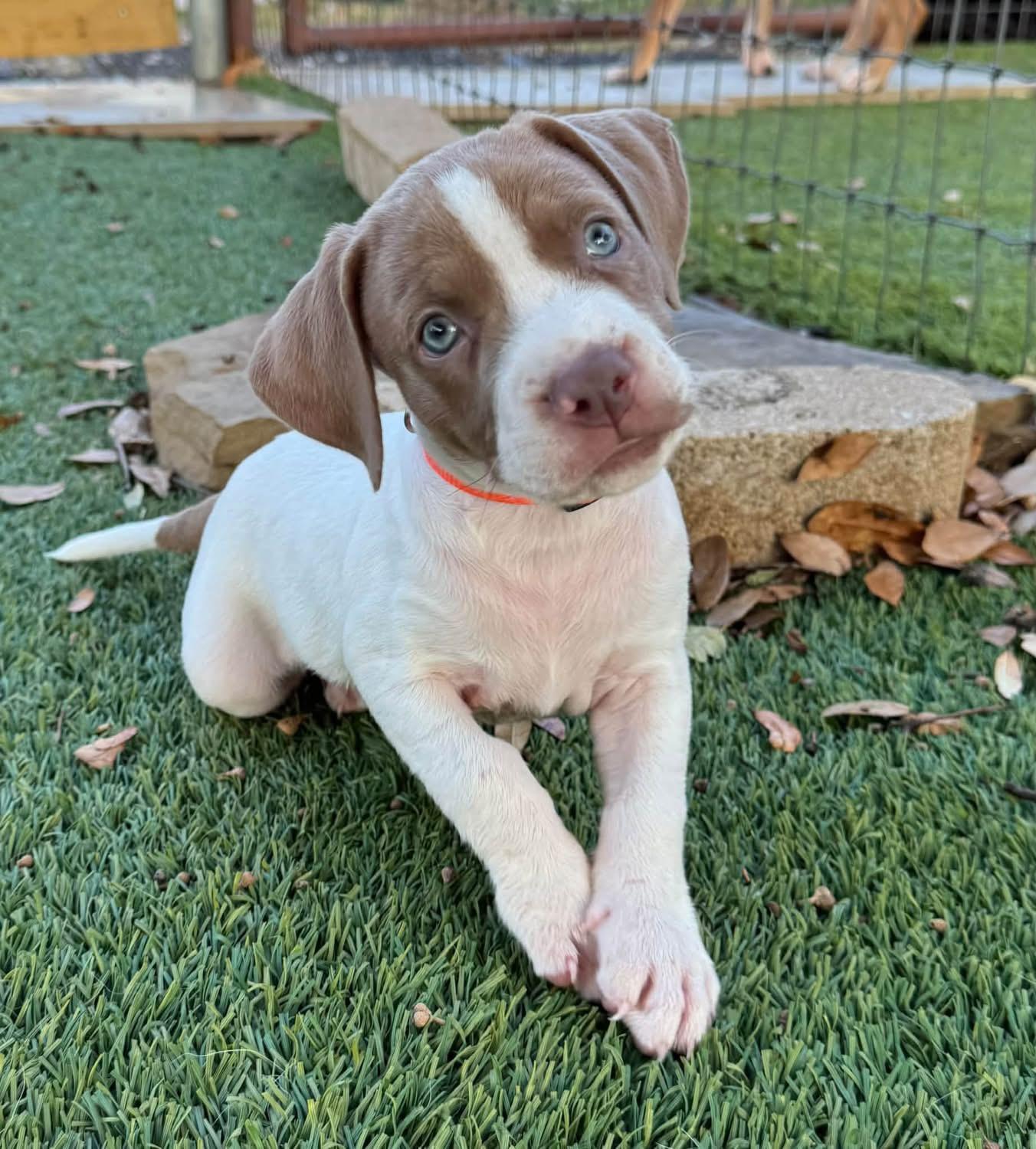 Enlarge Troy, a Adopted mixed breed in Southlake, TX image 2/4