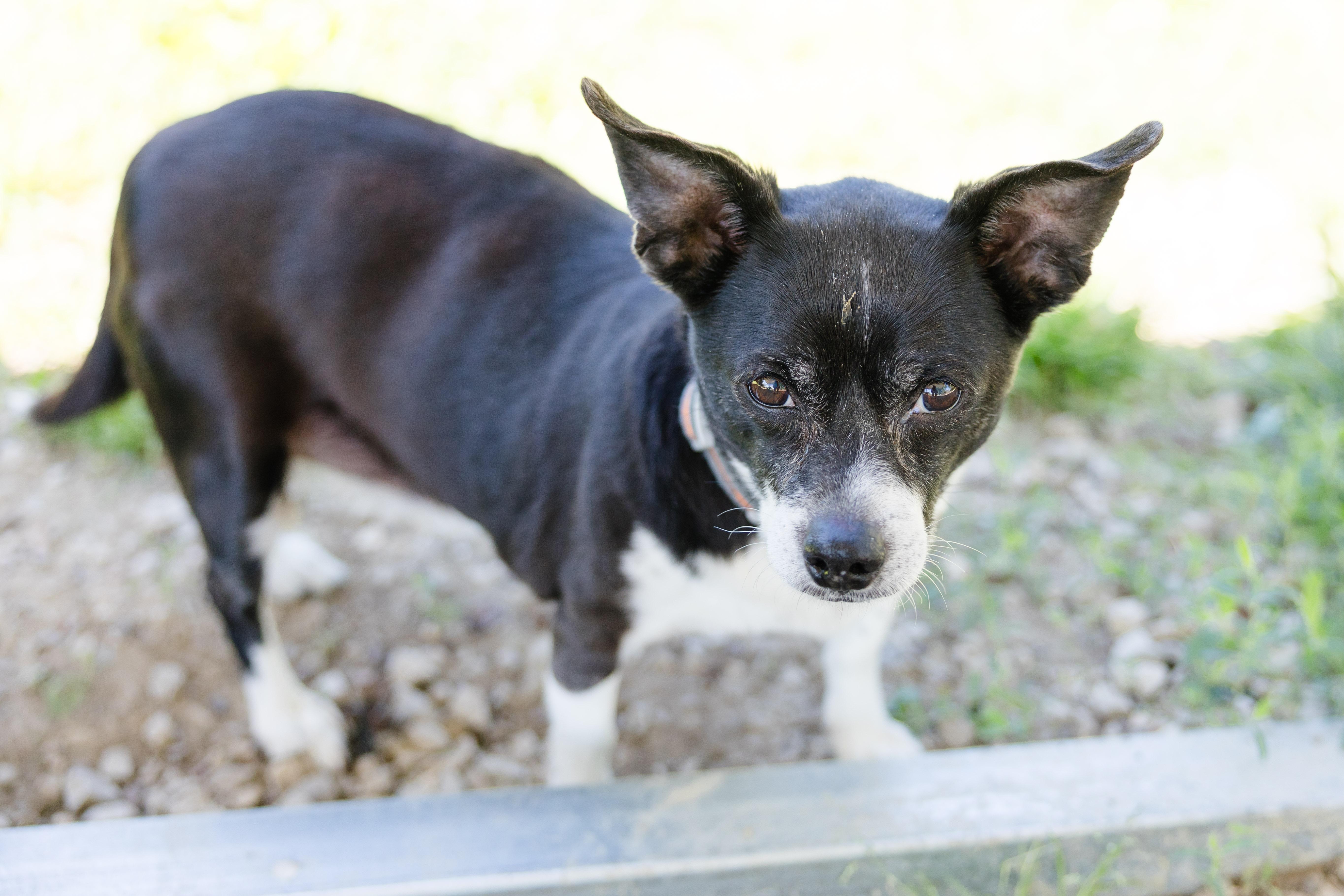 Maxx, a ADOPTABLE mixed breed in Newburgh, IN image 4/4