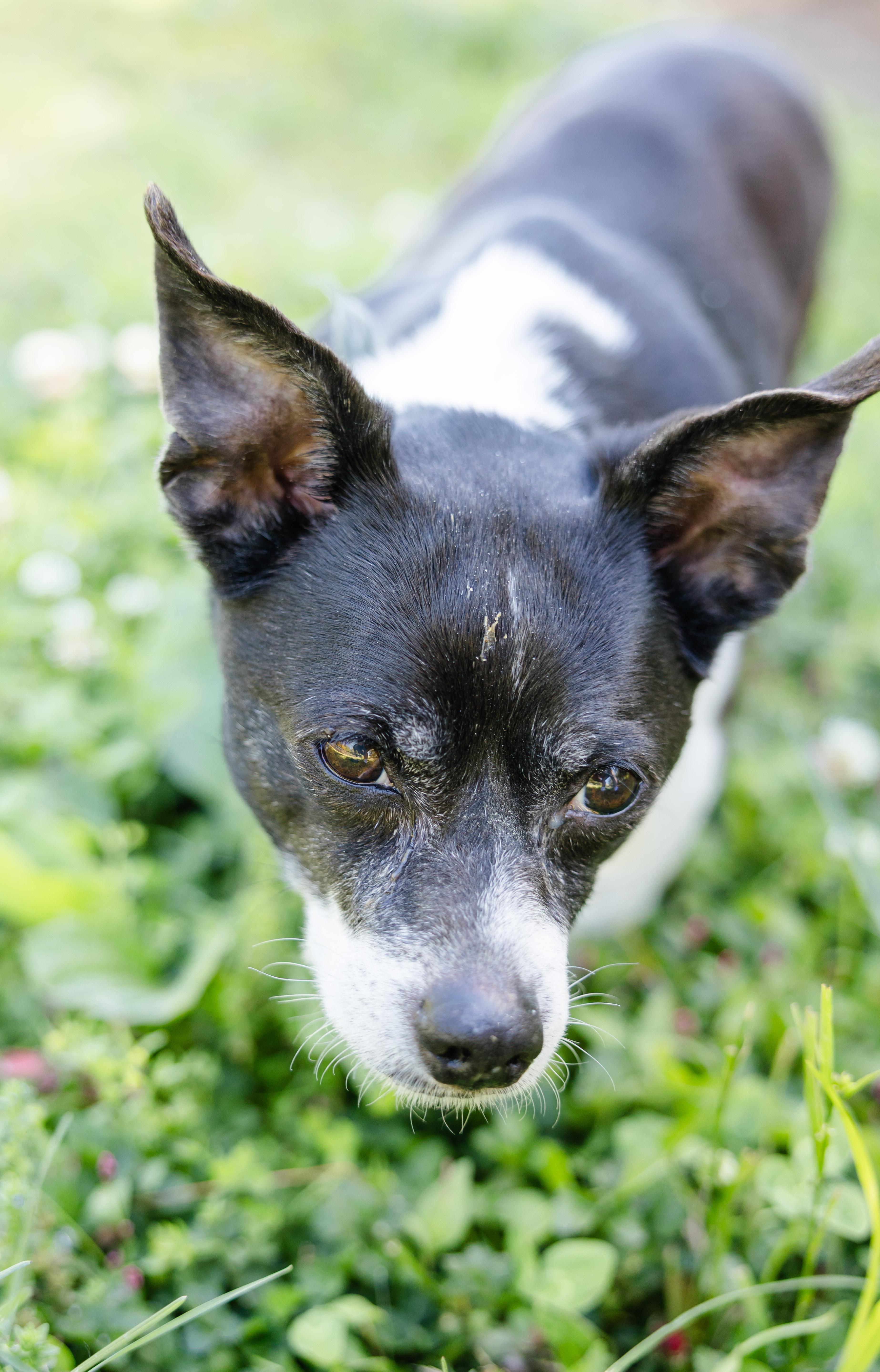 Maxx, a ADOPTABLE mixed breed in Newburgh, IN image 3/4