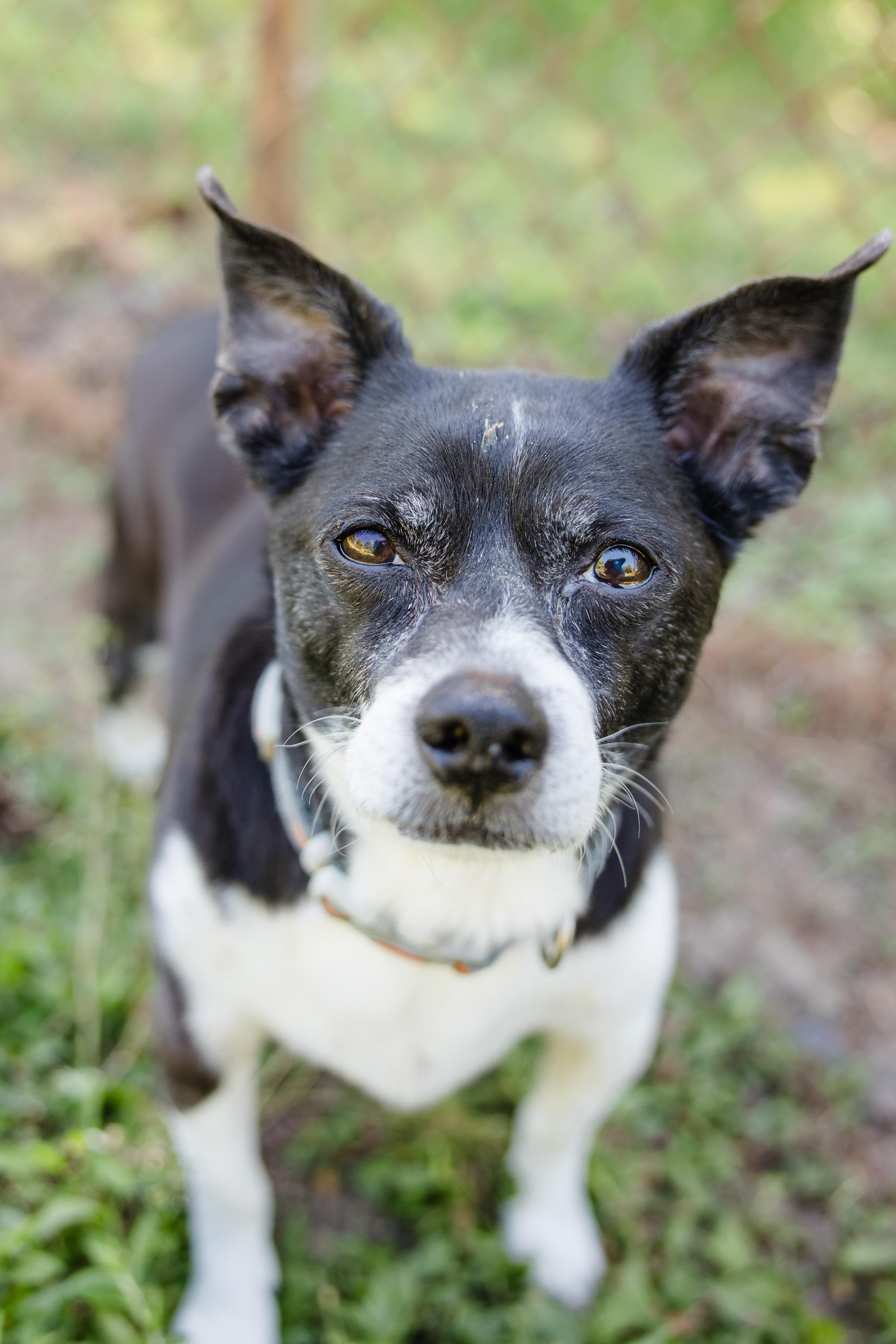 Maxx, ADOPTABLE, Senior Male Boston Terrier & Rat Terrier.