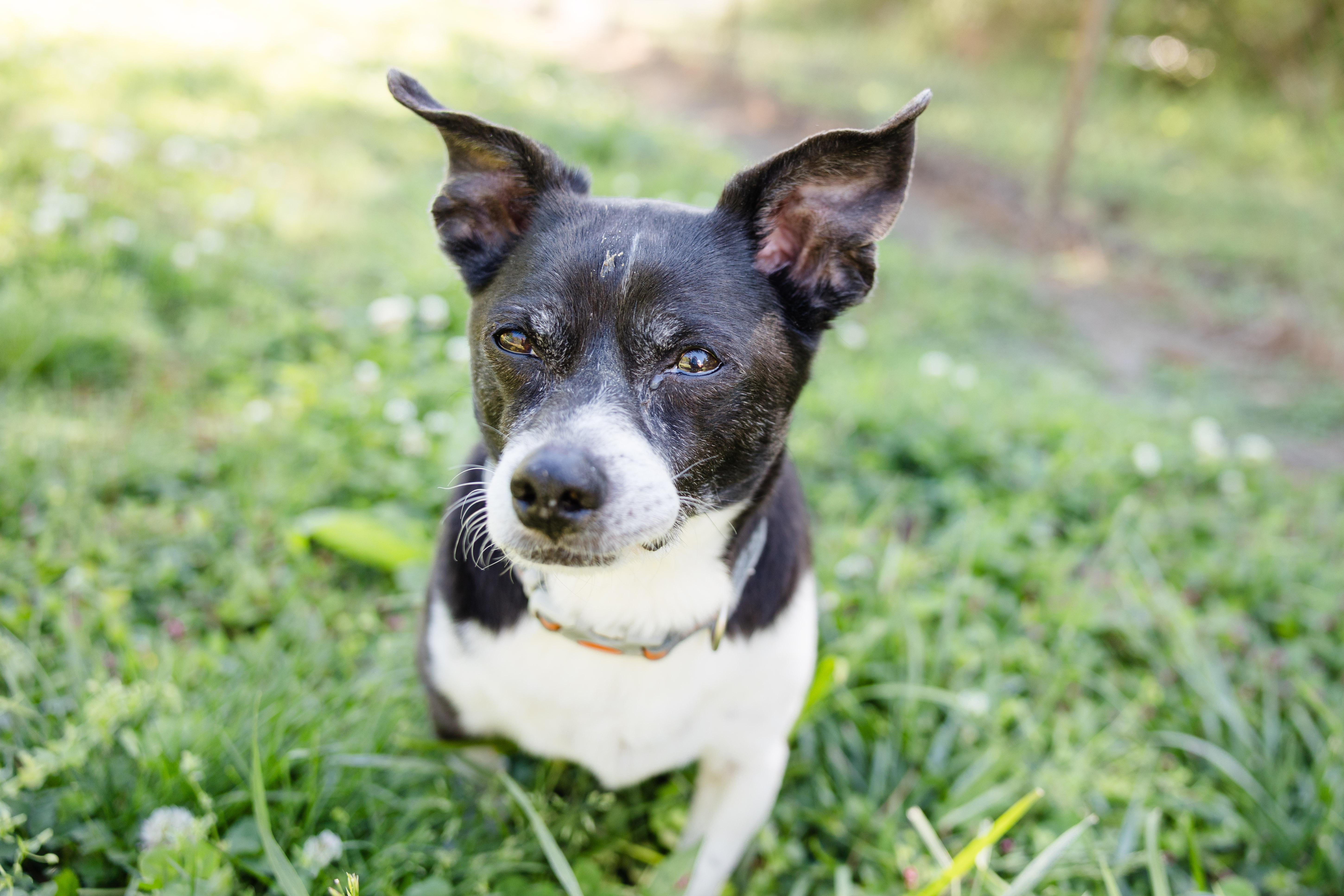 Maxx, a ADOPTABLE mixed breed in Newburgh, IN image 2/4