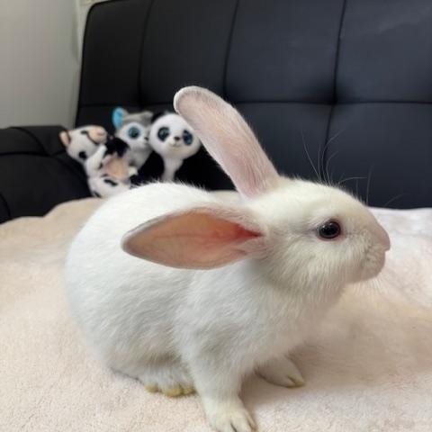 Snowball, Baby Male Bunny Rabbit
