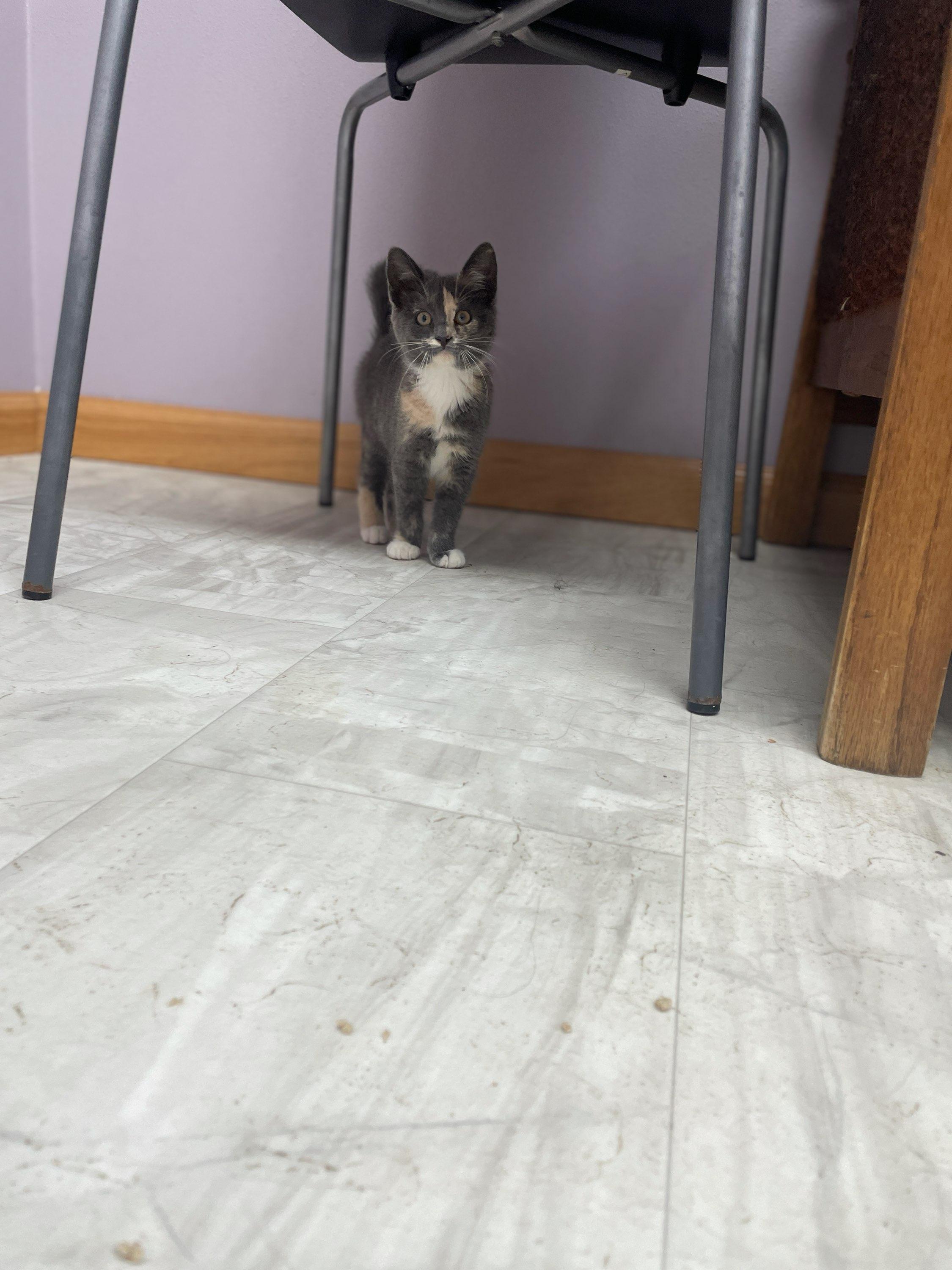 Cassie, an adopted Domestic Short Hair in Neillsville, WI image 6/6