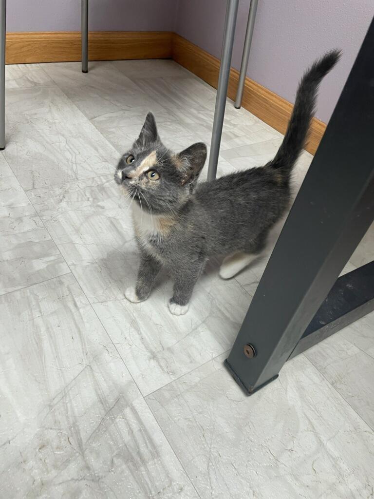 Cassie, an adopted Domestic Short Hair in Neillsville, WI image 3/6